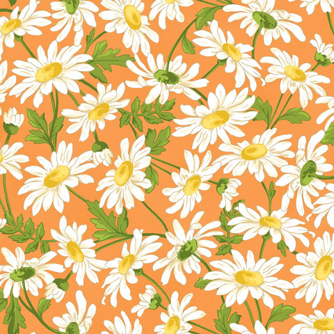 FRESH AS A DAISY Daisies Orange - SALE $13.00 p/m