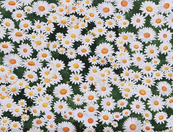 NATURE Daisies - NEW ARRIVAL