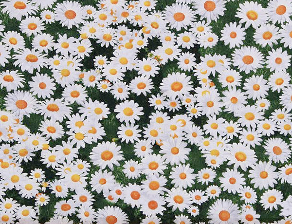 NATURE Daisies - NEW ARRIVAL