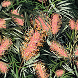 ROBYN HAMMOND FLORALS Bottlebrush Dark