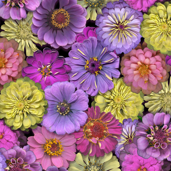 FLOWER POWER Digital Floral Purple - SALE $15.00 P/M